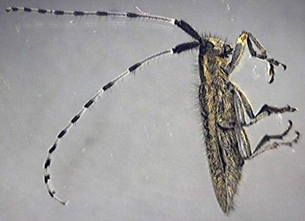 Agapanthea villosoviridescens
